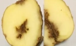 Картофени нематоди и начини за справяне с него